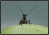 Blister Beetle - (Epicauta sp.)