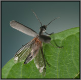 Blister Beetle - (Epicauta sp.)