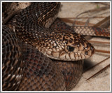 Florida Pine Snake (Pituophis melanoleucus mugitus)