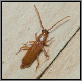 Cerambycid Flat Oak Borer (Smodicum cucujiforme)