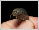 Floridobolus orini
