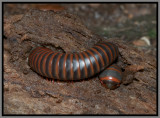 Narceus americanus