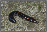 Glowworm Beetle Female (Phengodes)