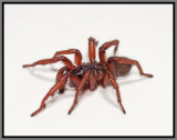 Trapdoor Spider Male (Myrmekiaphila jenkinsi)
