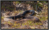 Eastern Coachwhip (Masticophis flagellum flagellum)