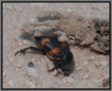 Burying Beetle (Nicrophorus carolinus)