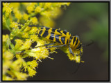 Cerambycid Beetles - Amorpha Borer (Megacyllene decora)