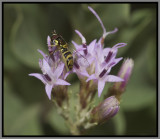 Hover Fly (Allograpta obliqua)