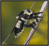 Florida Bee Killer (Mallophora bomboides)