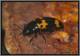 Pleasing Fungus Beetle (Megalodacne fasciata)