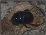 Scarab Beetle - Florida Deepdigger Scarab Beetle (Peltotrupes profundus)