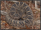 Eastern Diamondback Rattle Snake (Crotalus adamanteus)