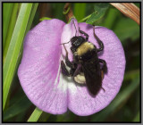 American Bumble Bee (Bombus pennsylvanicus)