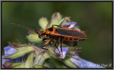 Scarlet-bordered Assassin Bug (Rhiginia cruciata)