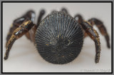 Trapdoor Spider (Cyclocosmia truncata)