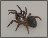 Trapdoor Spider (Cyclocosmia torreya)