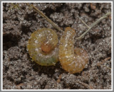 Tropical Sod Webworm (Herpetogramma phaeopteralis)