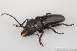 Cerambycid Beetle - Stump Borer (Mallodon dasystomus)