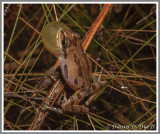 Ornate Chorus Frog (Pseudacris ornata)