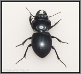  Blue-margined Ground Beetle (Pasimachus strenuus)