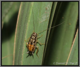 Little Gem Cockroach (Euthlastoblatta gemma)