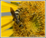 Scoliid Wasp (Campsomeris plumipes fossulana)