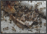 Big Headed Ant (Pheidole megacephala)