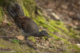 Lyrebird Nestbuilding 4