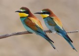 Bee-eater