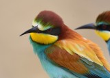 Bee-eater