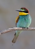 Bee-eater