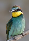 Bee-eater