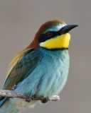 Bee-eater