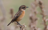 Stonechat female 