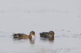 anas strepera female and male ( snatter and )