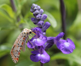 Home-Garden_31-5-2014 (61).JPG