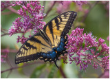 Eastern Black Swallowtail, seen in Minnesota