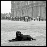 Louvre dog, Paris