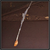 Leaf swinging in the wind at the end of a cobweb