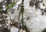 :: Common Golden-ringed Dragonfly ::