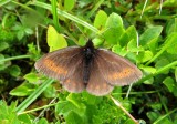 Mountain Ringlet, Loch na Lairige, Ben Lawers NNR, Perth & Kinross, Scotland