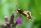 Swallowtail, Hickling Broad, Norfolk