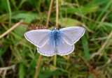 Common Blue, Felbrigg Park, Norfolk