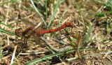 Mating pair of Common Darters