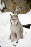 Canadian Lynx