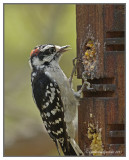 Woodpecker