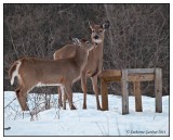 Mother & Fawn