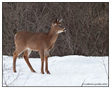 White Tail Deer Fawn