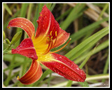 Daylily With Droplets