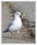 Gull With Apple